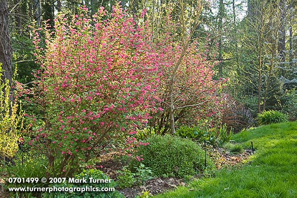 Red-flowering Currant in garden border