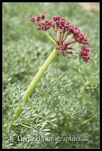 Columbia Desert-parsley