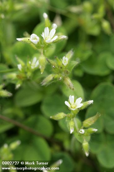 Large Mouse Ear Chickweed