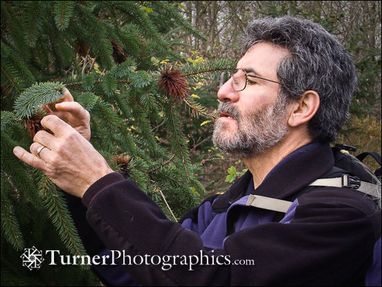 Lyle inspect spruce