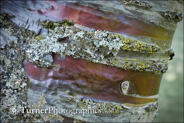 Lichens on Flowering Cherry bark