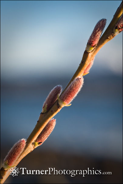Scouler's Willow twig