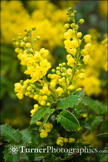 Shining Oregon Grape