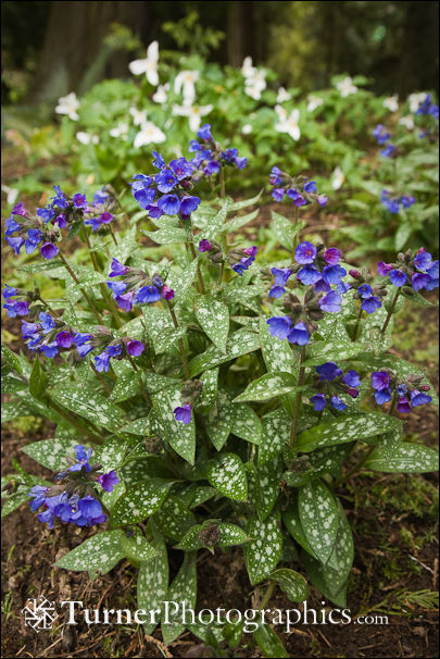 Lungwort with Trilliums