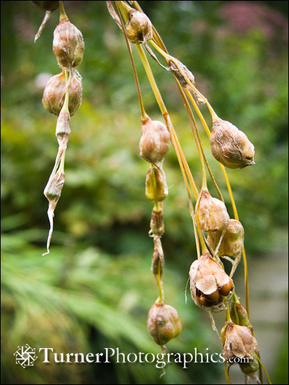 Fairy Wands Seed Pods