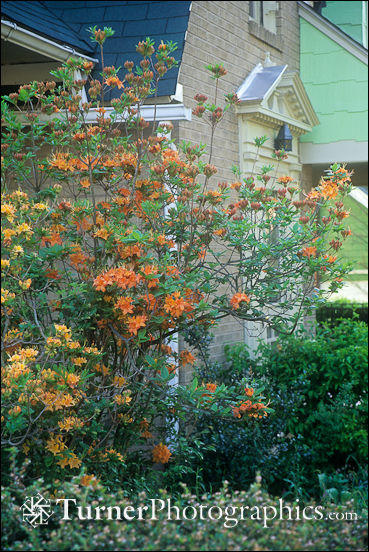 Flame Azaleas in front of white brick home
