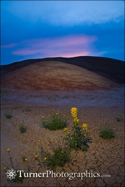 Golden Bee Plant & John Day's Pincushion at base of Painted Hills at sunset