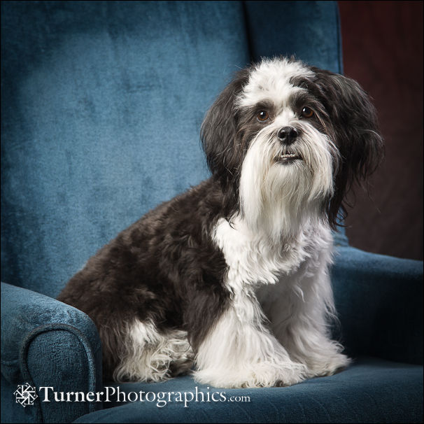 Oscar, a Shichon, formal dog portrait