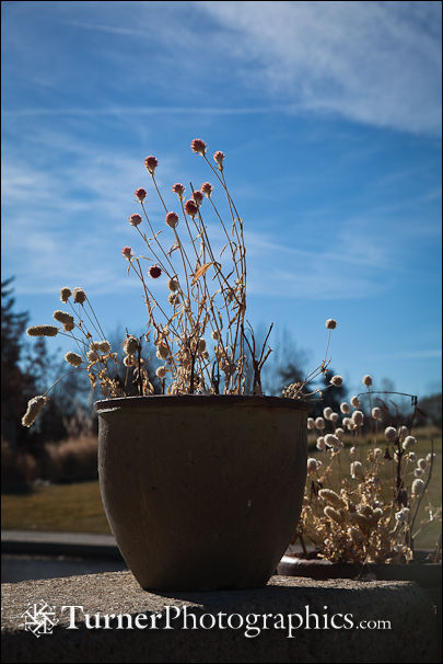 Burnet seedheads in container on wall