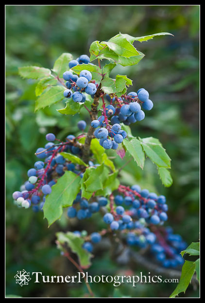 Shining Oregon-grape fruit