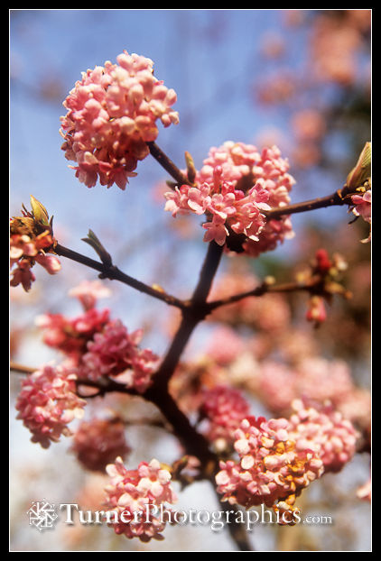 'Dawn' Viburnum blossoms