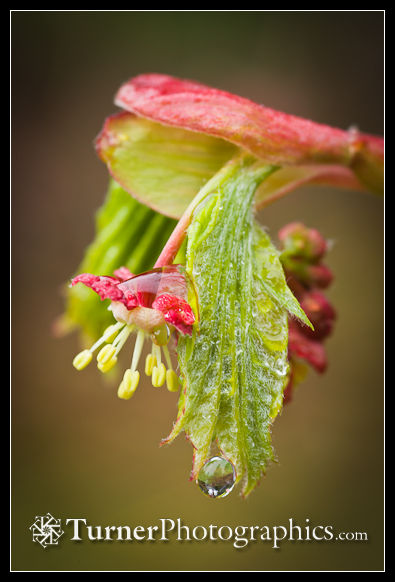 Vine Maple blossom & new foliage with raindrop