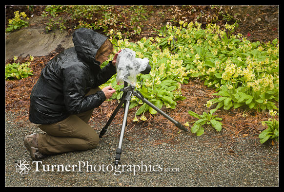 Theresa photographing Yellow Oxlip Primroses in the rain
