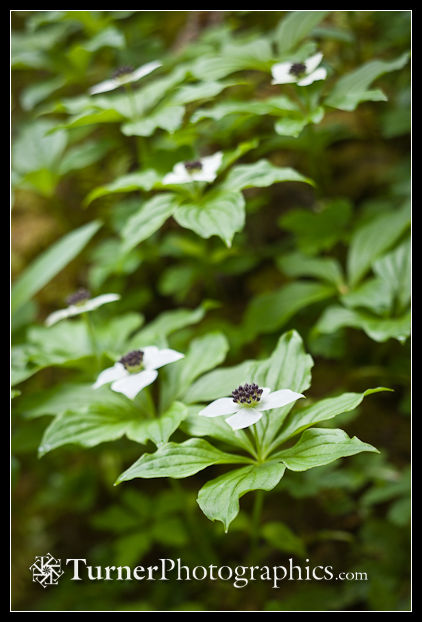 Bunchberry