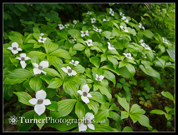 Bunchberry