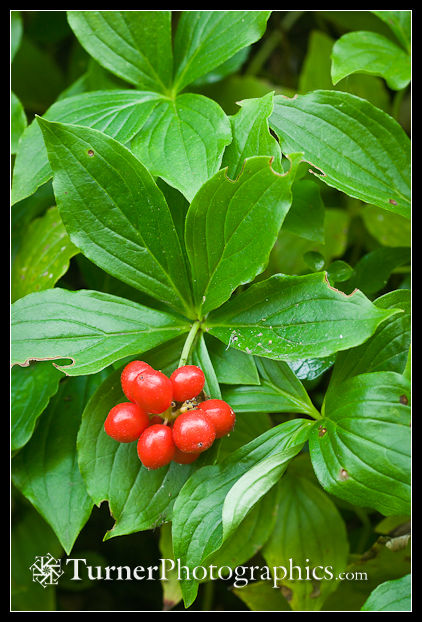 Bunchberry Fruit