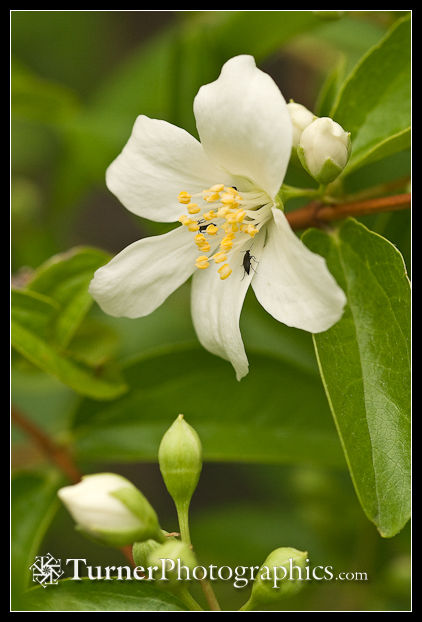 Mock-orange blossom