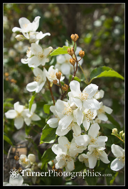  Lewis's Mock-orange blossoms