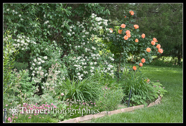 Lewis's Mock-orange with Rose and Sea Thrift