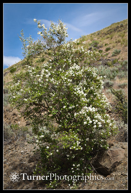 Lewis's Mock-orange Habitat