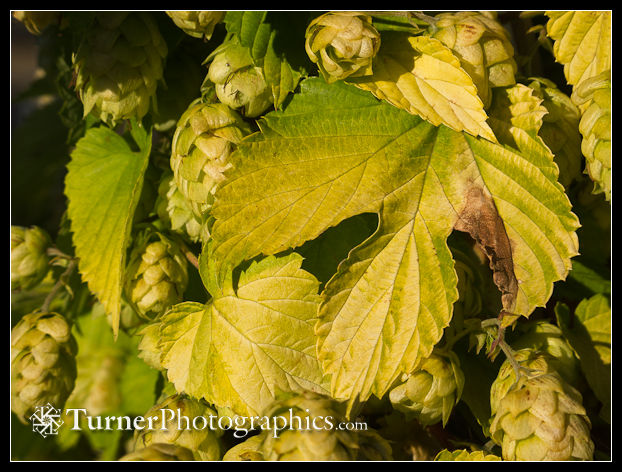 Golden Hops cones & foliage