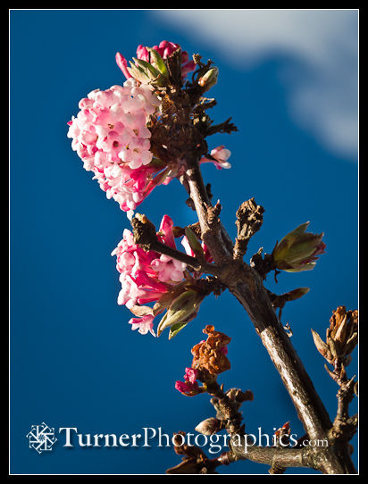 Dawn Viburnum blossoms against blue sky