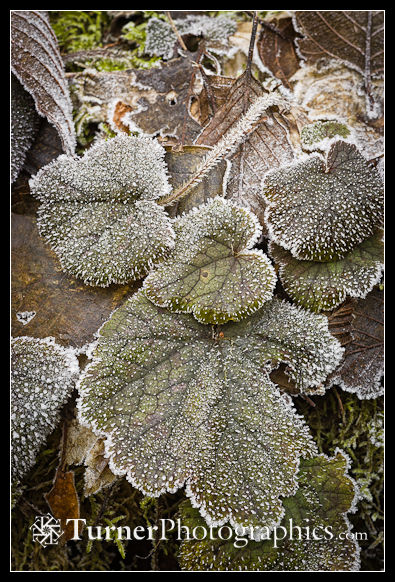Frost on Piggy-back Plant foliage