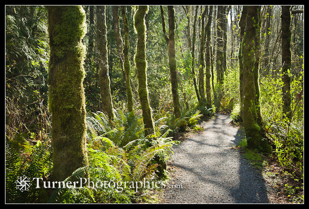 Moss-covered Alders along Interurban Trail