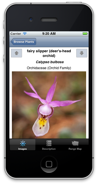 Calypso bulbosa photo screen