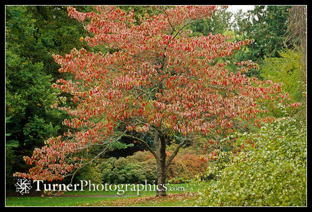 0022835 'Eddie's White Wonder' Dogwood in autumn color [Cornus 'Eddie's White Wonder']. WA Park Arboretum, Seattle, WA. © Mark Turner
