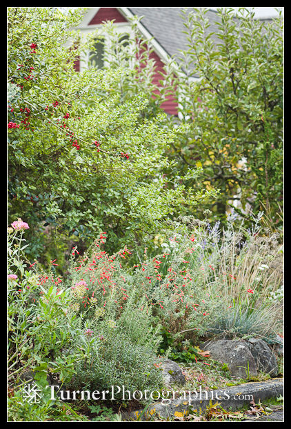 1301844 California fuchsia with Blue Fescue in streetside garden, Ceanothus, Holly & home bkgnd [Epilobium canum (Zauschneria californicum); Festuca glauca]. Natalie McClendon, Bellingham, WA. © Mark Turner