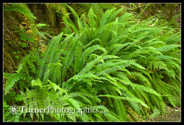 0504847 Deer Ferns [Blechnum spicant]. Douglas Co. Wolf Cr Tr, OR. © Mark Turner