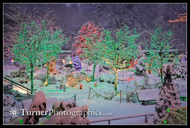 0815710 Christmas lights on snow-covered small trees. VanDusen, Vancouver, BC. © Mark Turner