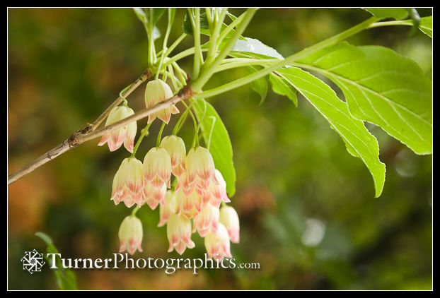 Redvein Enkianthus blossoms