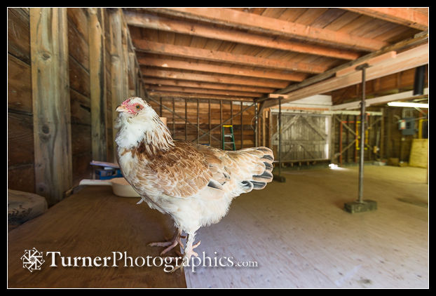 Chester the hen in the camera room