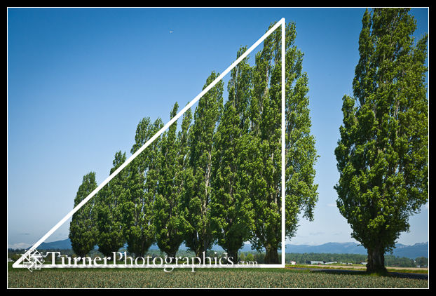 Triangular composition in group of Tulip Poplars