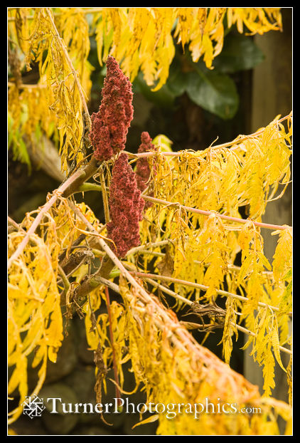Laceleaf Staghorn Sumac fruit & foliage detail