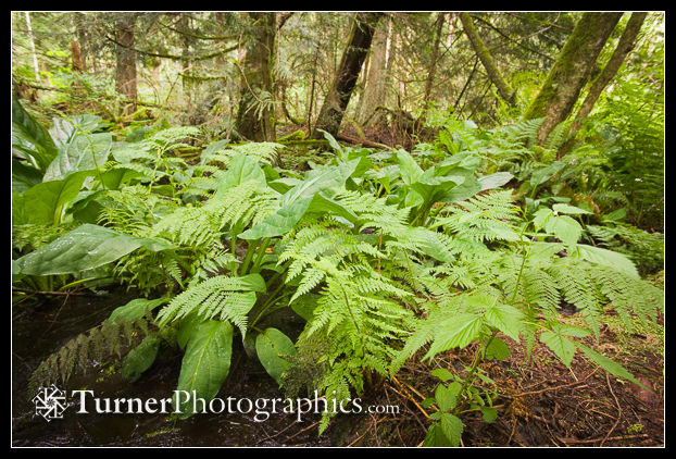 Wood Ferns & Skunk Cabbage foliage in wetland