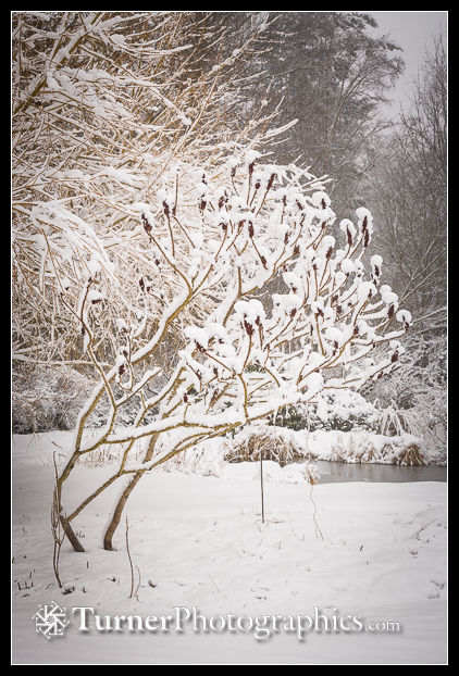 Snow-covered Staghorn Sumac