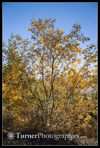 Scouler's Willow fall color