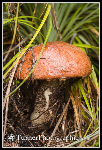 Red-cap Bolete [Leccinum aurantiacum]