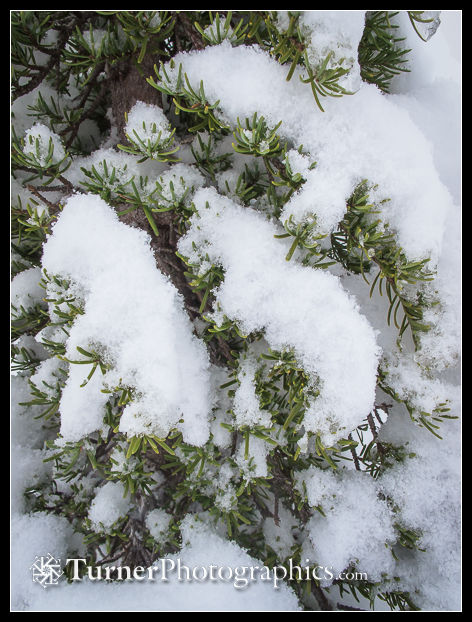 Snow on mountain hemlock foliage