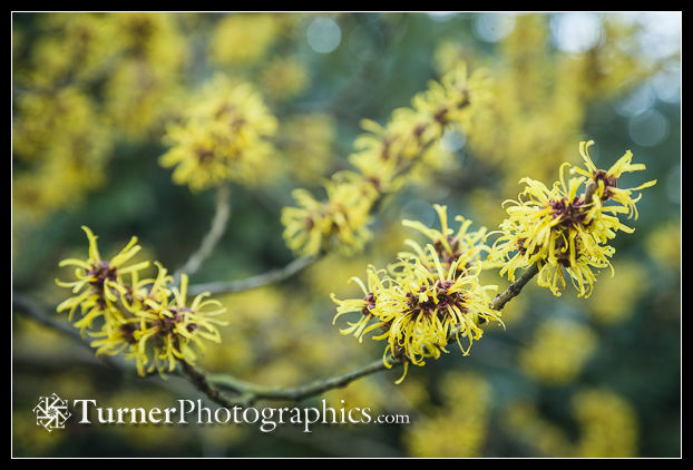 Chinese Witch Hazel blossoms