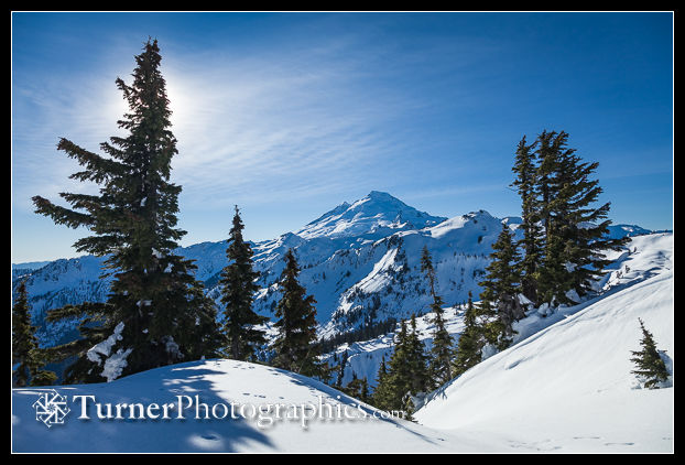 Mt. Baker framed by Mountain Hemlocks