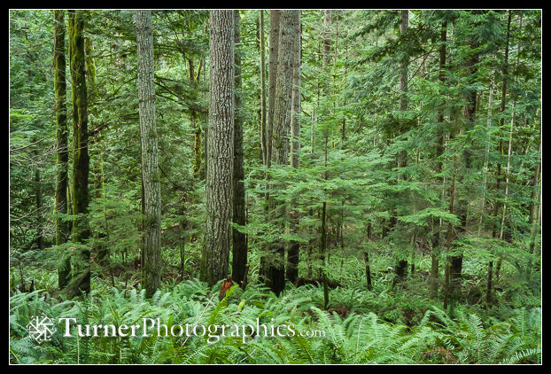 Douglas-fir and Western Hemlock forest w/ Sword Fern understory