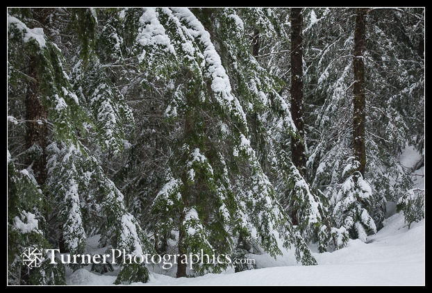 Snow-covered Mountain Hemlock boughs