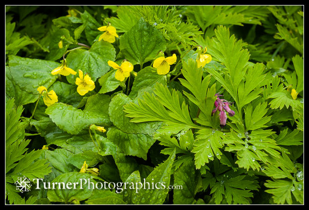 Smooth Yellow Violets with Pacific Bleeding Heart