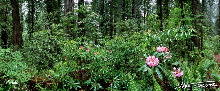 9707611 Pacific Rhododendron blooming under Coast Redwoods in rain [Sequoia sempervirens; Rhododendron macrophyllum]. Del Norte Coast Redwoods SP, CA. © Mark Turner