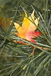 Maple Leaf on Pine Needles