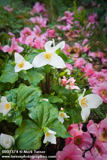 Trilliums